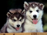 Big Dog~Buck|CKT|CUE ~ is on myYearbook