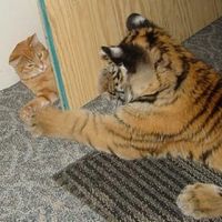 Meet New People like Tiger Cat on myYearbook